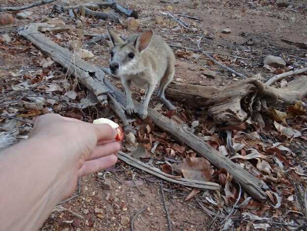 Осмотр лап и когтей: признаки возможных заболеваний